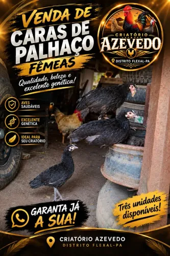 Frangas cara de palhaço 