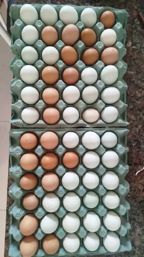 Vendo ovos caipira 12 reais a dúzia 