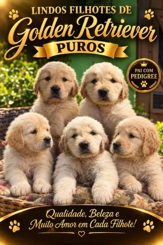 Filhotes de Golden Retriever