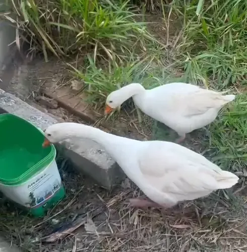Vendo casal Ganso
