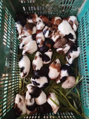 Porquinho da índia
