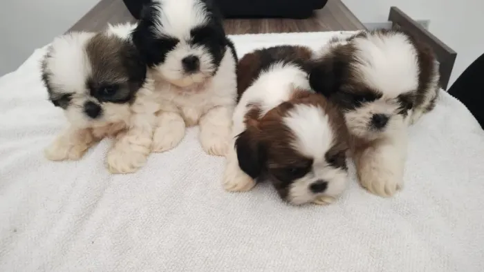 Machos e Fêmeas Disponiveis - Shihtzu, YorkShire, Maltes, Basset, etc.....