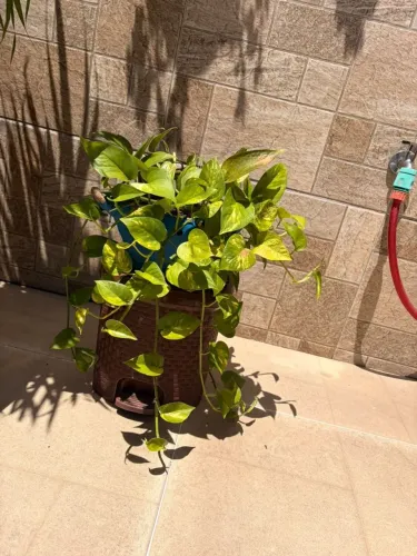 Vende-se planta no jarro