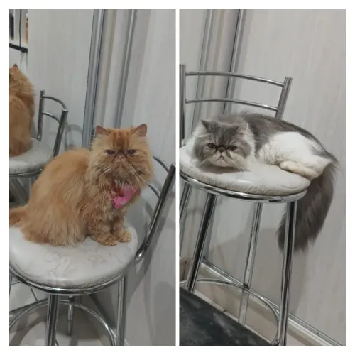 Vendo