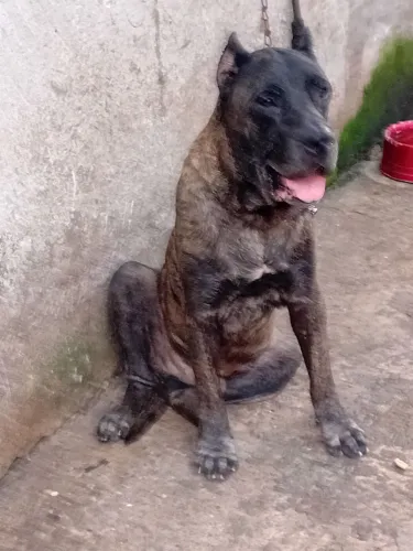 Oportunidade única!!! Presa canário 3 anos macho.