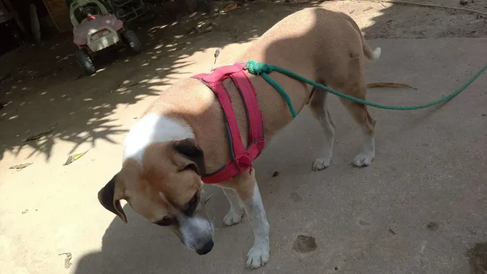 Doação cachorro