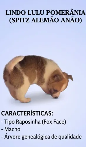 Lulu pomerania (macho )