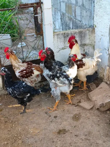 Frangos GSB (galinha sertaneja balão)