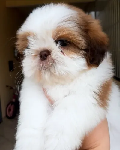 OPORTUNIDADE!! Shih Tzu - Filhotes lindos!! Excelente padrão da raça - Aceito Cartão!!