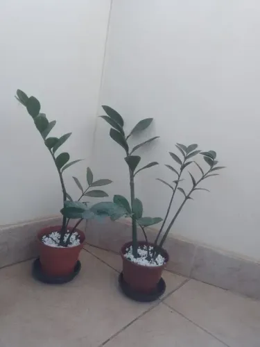 Vaso com Zamioculca Pequena
