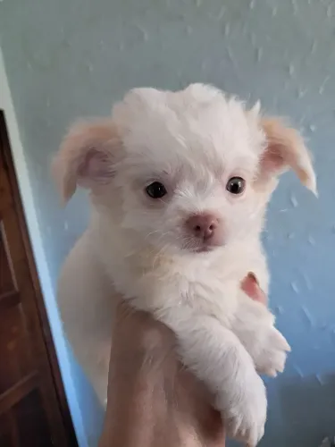 Chihuahua 