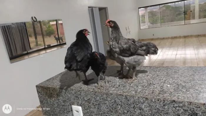 ovos ferteis , pintinhos , aves ornamentais em geral