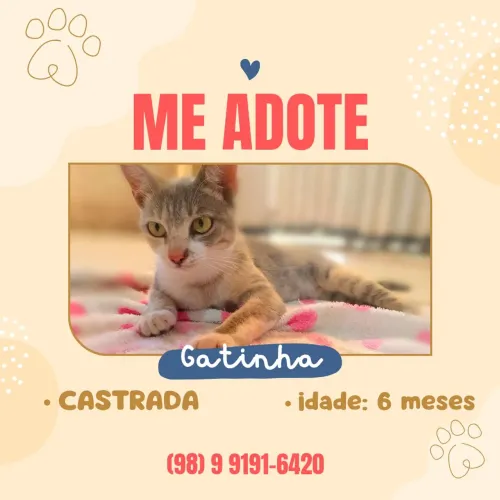 Gata castrada doação