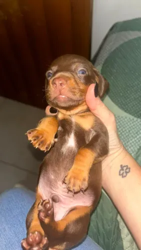 Venda se filhotes Dachshund nascimento 19/07