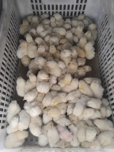 Pintinhos de 1 dia ,pesadao ,caipira 