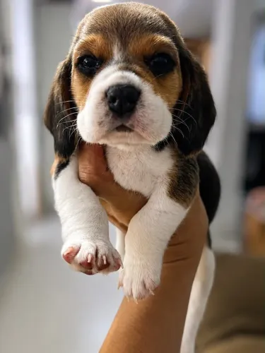 Filhote de Beagle Fêmea
