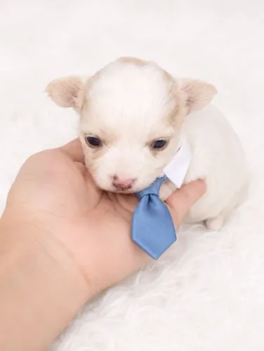 Lindos machinhos chihuahua mini