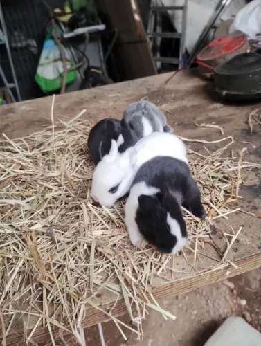 Chalé dos mini coelho