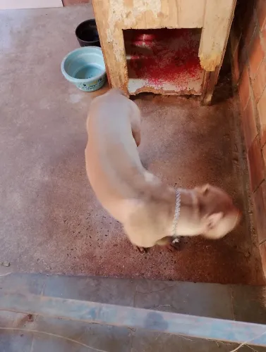 Pitty bull 
