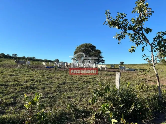 Fazenda 450 alqueires ( 2.168 hectares ) Serranópolis-GO