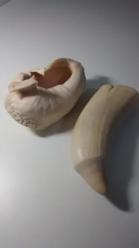 Baleia Cachalote Rarissimo