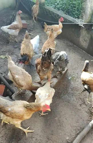 Galos e galinhas.