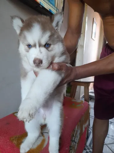 Linda cachorrinha husky siberiano