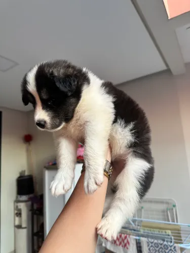 Cachorro