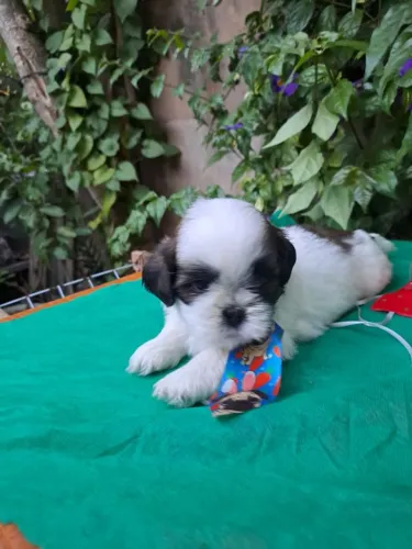 Filhote Shih-tzu pedigree