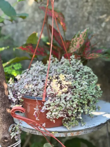 Vendo planta dinheiro em penca