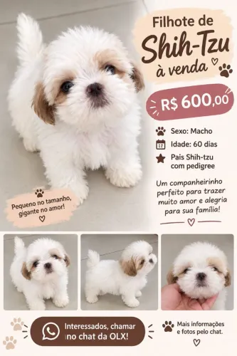 Filhote  Shitzu macho-60 dias- $ 600 