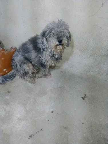 Estou doando esse cachorro 