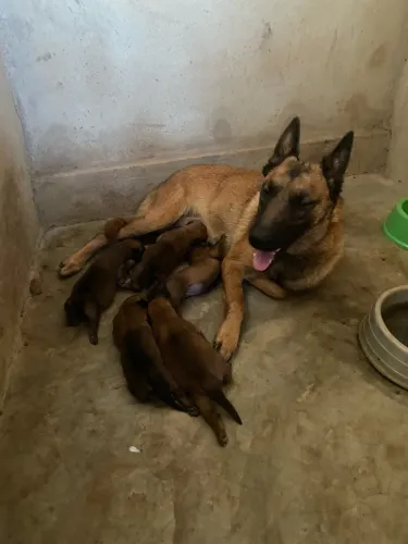 Filhotes de Pastor Belga Malinois