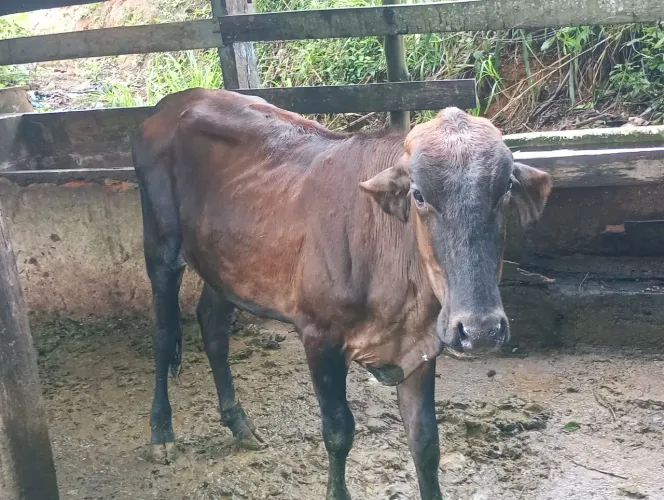 Vende -se 3 bezerras