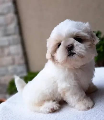Filhote de shih tzu fêmea disponível 