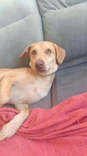 Adote um lindo caramelo 
