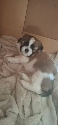 Lindo filhote shih-tzu