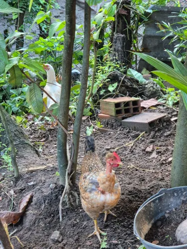 Galinhas caipira 
