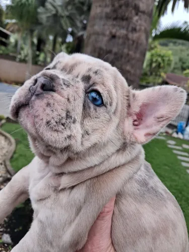 Bulldog Francês Fêmea