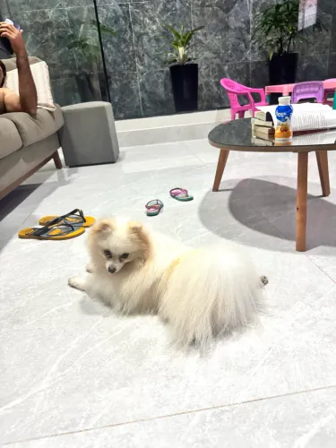 Spitz para cruza