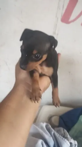 Cachorro pinscher