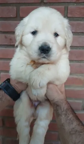 Filhote Golden Retriever