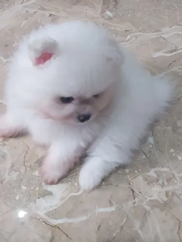 Spitz Alemão Anão Machinhos