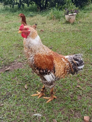 Galos e frangos caipira