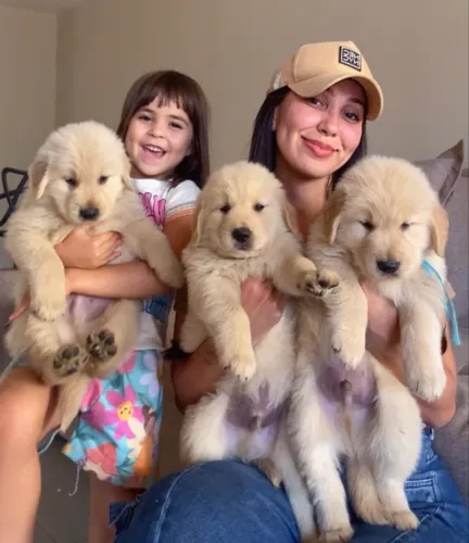 Goldenzinhos filhotes 