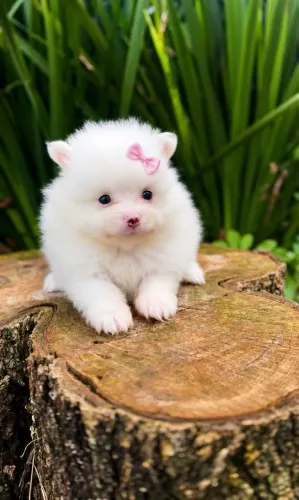 Spitz alemão pelagem cheia