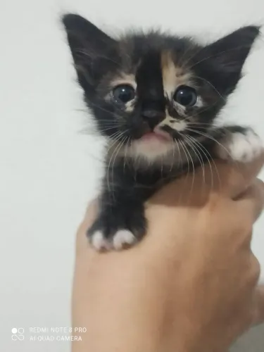 Gatinhas pra adoção