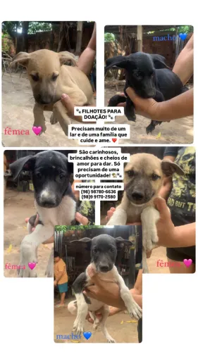 cachorros filhotes