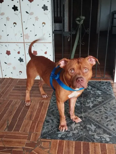 Cachorro pitbull
