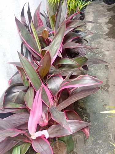 Tenho várias dracena vermelhas pra venda